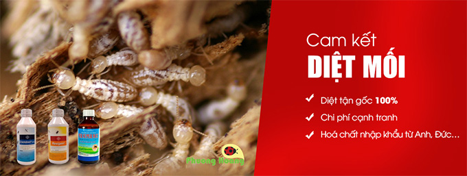 công ty diệt mối Hưng Yên